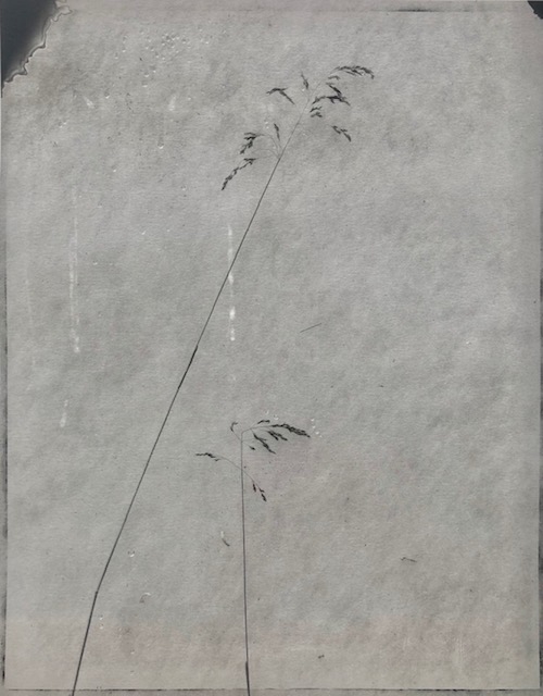 Untitled, Weed series (2)